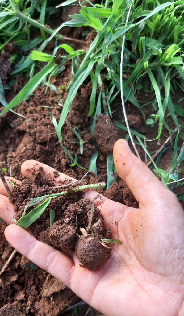 healthy soil story of our land