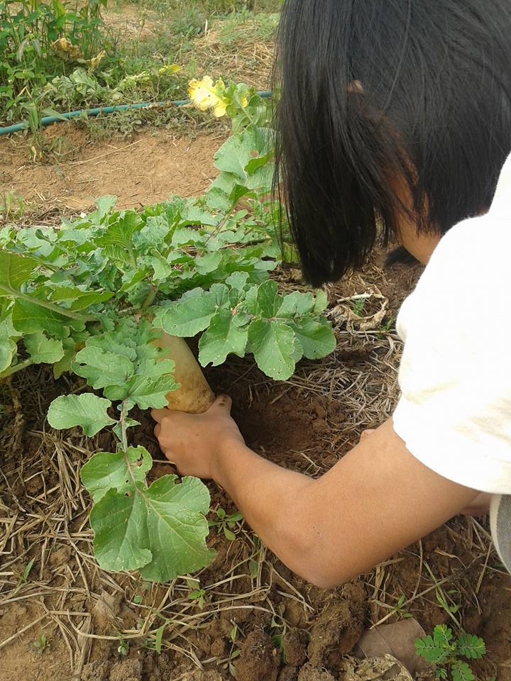 Food Security: Little Ginger with the daikon