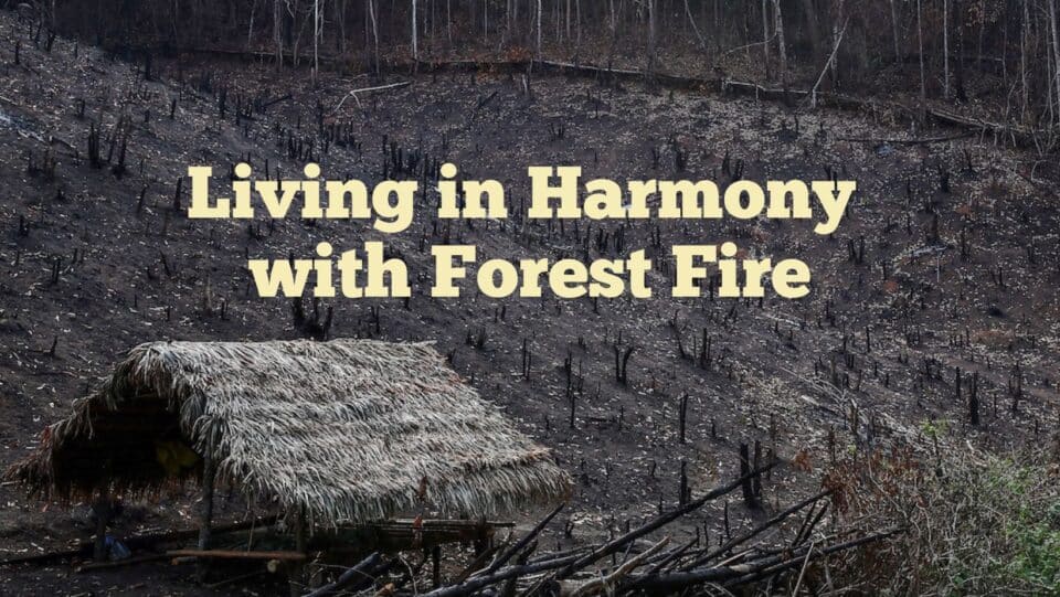 Forest fire and harmony living
